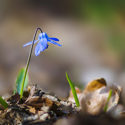 포토 JPG 해외이미지 나무 식물 디자인 계절 공원 꽃잎 꽃 백그라운드 잎 꽃무늬 자연 벽지 사람없음 야외 장식 가로 초록색 여름 뷰티 우주 정원 맑음 봄 성장 벚꽃 나뭇가지 신선 개화 닫기 묘사 원예 보케 고립 카피스페이스 해외포토 공공시설 컬러 무늬 모션 날씨 취미 공백 생태계 파일형식 이미지허브