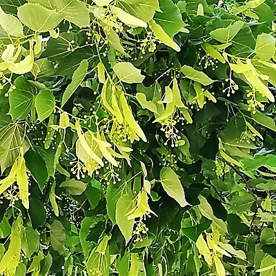 포토 JPG 해외이미지 나무 식물 여자 꽃 얼굴 백그라운드 단풍 잎 밭 채소 오렌지 가족 코끼리 매달리기 관리 미소 사람 사람없음 야외 옆모습 초록색 사무실 태양 자료 그룹 닫기 큼 브로콜리 다발 사인 먼지 제비 고립 줄서기 많음 해외포토 자연요소 뷰포인트 컬러 컨셉 농업 과일 비즈니스 포유류 관계 모션 조류 표정 신체부위 크기 파일형식 이미지허브