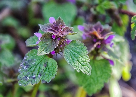 포토 JPG 해외이미지 꽃잎 꽃 잎 자연 사람없음 아웃포커스 봄 화창 해외포토 식물 계절 날씨 촬영기법 생태계 파일형식 이미지허브