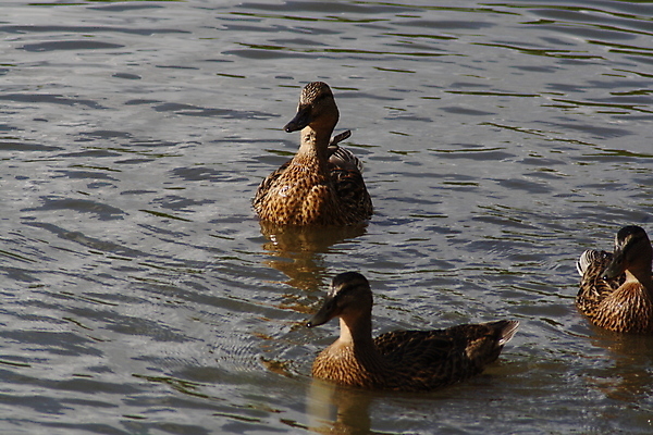 포토 JPG 해외이미지 동물 커플 호수 백그라운드 인터넷 신체 가족 조류 오리 사랑 어류 서기 사람 사람없음 야외 물 강 사무실 갈색 파티 수영 연못 입 그룹 시장 책상 백조 거위 물새 청둥오리 고립 돌봄 해외포토 자연요소 감정 컬러 가구 비즈니스 관계 모션 이벤트 신체부위 수중동물 수상스포츠 파일형식 이미지허브