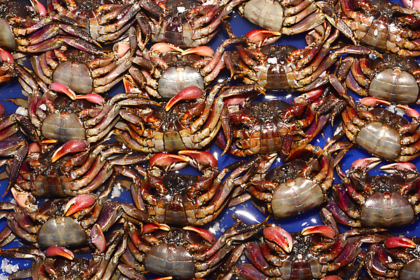 포토 JPG 해외이미지 동물 전통 아시아 문화 음식 바다 곤충 백그라운드 태국 자연 건강 갑각류 어류 요리 동양인 사람없음 빨간색 쌓기 식당 저녁식사 놀람 샐러드 게 신선 시장 닫기 맛 먹기 매움 방콕 날것 피클 소금 점심식사 등딱지 소금물 절임 짠맛 특별함 파파야 해외포토 감정 나라 컬러 컨셉 모션 표정 인종 상점 식사 수중동물 열대과일 생태계 파일형식 이미지허브