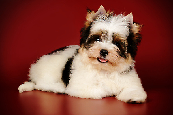 포토 JPG 해외이미지 동물 1 행복 새끼 백그라운드 새로움 털 미소 사람없음 빨간색 반려동물 귀여움 검은색 거울 흰색 개 달콤 강아지 작음 요크셔테리어 테리어 활 솜털 송곳니 기르기 비버 삼색 해외포토 감정 컬러 컨셉 포유류 표정 맛 치아 크기 돌봄 파일형식 이미지허브