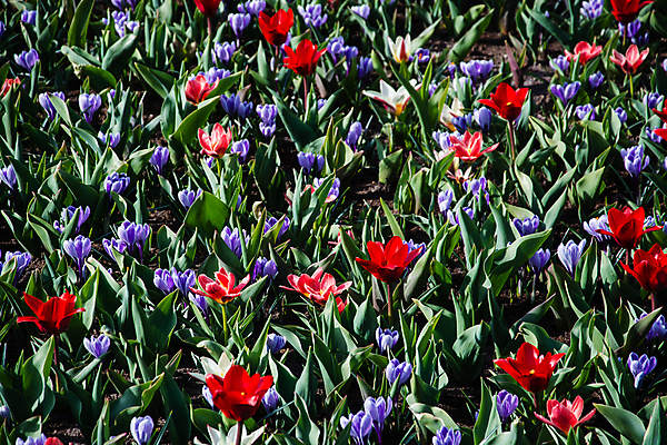 포토 JPG 해외이미지 나무 공원 꽃 길 호수 여행 백그라운드 풍경 잔디 사람없음 튤립 네덜란드 암스테르담 해외포토 식물 공공시설 유럽 파일형식 이미지허브