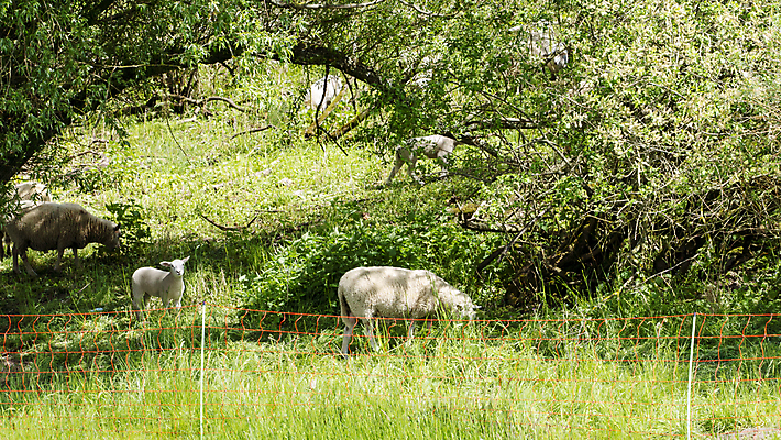포토 JPG 해외이미지 동물 밭 농업 포유류 자연 사람없음 야외 초록색 농장 봄 흰색 양 양치기 군중 양고기 양모 밭일 해외포토 직업 계절 산업 컬러 육류 사람 직물 생태계 파일형식 이미지허브