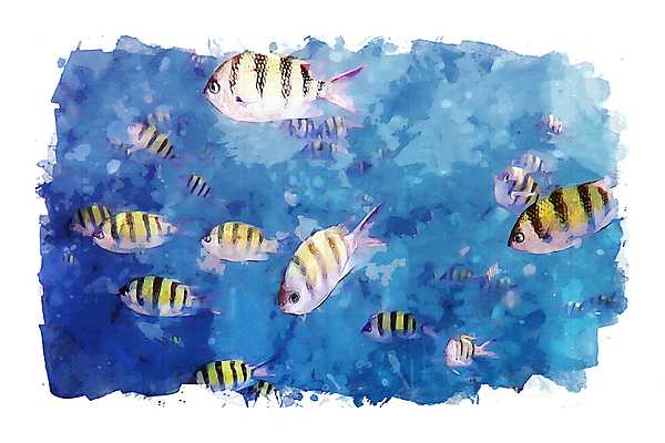 포토 JPG 해외이미지 동물 야생동물 바다 일러스트 자연 어류 사람없음 물 컬러풀 수중 그림 다이빙 섞기 해외일러스트 자연요소 컬러 수영 수중동물 생태계 수중스포츠 파일형식 이미지허브