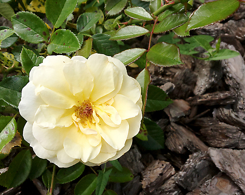포토 JPG 해외이미지 주간 꽃 꽃다발 근접촬영 사람없음 야외 해외포토 자연요소 식물 뷰포인트 파일형식 이미지허브