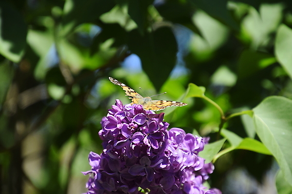 포토 JPG 해외이미지 동물 1 꽃 야생동물 나비 곤충 신체 날개 오렌지 자연 안테나 사람없음 야외 옆모습 장식 여름 컬러풀 정원 보라색 검은색 벚꽃 흰색 벌레 공작 네덜란드 싱글 꽃가루 꿀 라일락 동물상 수유 해외포토 식물 계절 유럽 뷰포인트 컬러 과일 통신 조류 조형물 가루 생태계 파일형식 이미지허브
