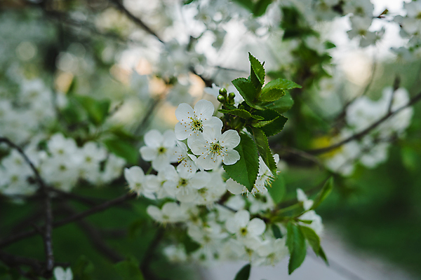 포토 JPG 해외이미지 나무 식물 계절 공원 꽃잎 꽃 백그라운드 꽃무늬 자연 하늘 건강 사람 사람없음 야외 초록색 빛 뷰티 정원 봄 벚꽃 흰색 나뭇가지 신선 개화 체리 소프트포커스 4월 원예 질감 아로마 복숭아 내추럴 고립 해외포토 공공시설 컬러 무늬 과일 촬영기법 취미 날짜 생태계 파일형식 이미지허브