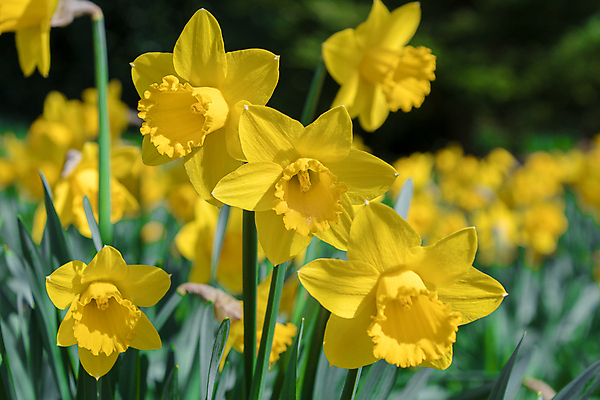 포토 JPG 해외이미지 계절 꽃 백그라운드 꽃무늬 밭 농업 자연 부활절 풍경 사람없음 초록색 여름 노란색 정원 봄 벚꽃 흰색 개화 원예 수선화 해외포토 식물 기념일 산업 컬러 무늬 취미 생태계 파일형식 이미지허브