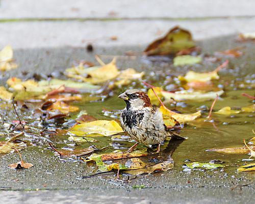 포토 JPG 해외이미지 동물 야생동물 백그라운드 자연 조류 사람없음 물 갈색 정원 젖음 작음 깃털 부리 참새 내추럴 해외포토 자연요소 컬러 크기 생태계 파일형식 이미지허브