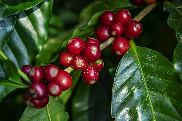 포토 JPG 해외이미지 계절 열매 꽃 산업 커피 음료 잎 크리스마스 과일 태국 자연 콩 건강 사람없음 빨간색 초록색 농작물 농장 원두 수확 성장 뜨거움 체리 농부 굽기 유기농 날것 발리 에콰도르 카푸치노 에스프레소 밭일 생태학 숙성 아라비카 해외포토 식물 직업 웰빙 교육 기념일 아시아 컬러 섬 농업 곡류 남아메리카 구이 생태계 인도네시아 파일형식 이미지허브
