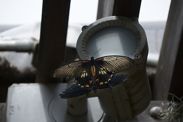 포토 JPG 해외이미지 식물 동물 템플릿 계절 꽃 분홍색 나비 곤충 꽃무늬 날개 오렌지 자연 사람없음 야외 빨간색 여름 파란색 빛 컬러풀 햇빛 뷰티 노란색 검은색 활발 성장 가을 흰색 신선 점 그룹 벌레 소프트포커스 묘사 데이지 내추럴 세련 해외포토 컬러 컨셉 무늬 과일 촬영기법 태양 생태계 파일형식 이미지허브