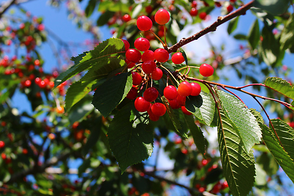포토 JPG 해외이미지 음식 과일 건강 사람없음 빨간색 정원 수확 신선 체리 유기농 숙성 해외포토 웰빙 컬러 농업 파일형식 이미지허브
