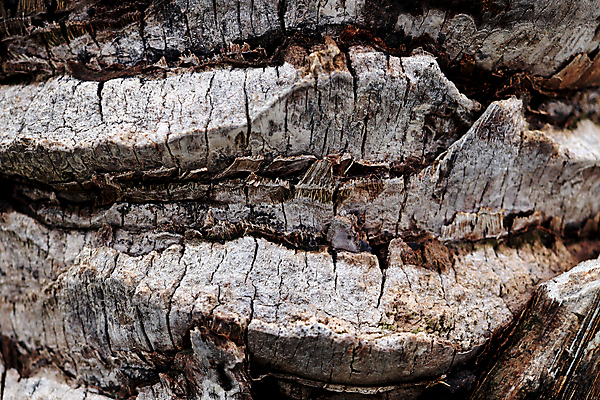 포토 JPG 해외이미지 나무 백그라운드 패턴 자연 날씨 손바닥 사람없음 목재 갈색 거친 널 묘사 질감 나무껍질 내추럴 옛날 해외포토 식물 손 컬러 무늬 재료 껍질 생태계 파일형식 이미지허브