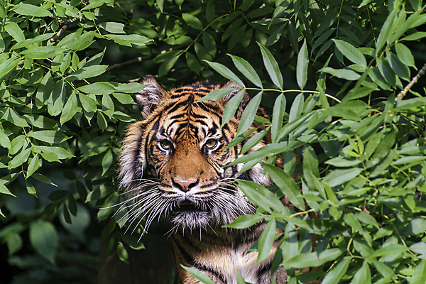 포토 JPG 해외이미지 나무 동물 응시 공원 아시아 얼굴 야생동물 백그라운드 패턴 신체 포유류 자연 털 동물원 사람없음 야외 뷰티 노란색 머리 검은색 고양이 줄무늬 흰색 호랑이 숲 위험 큼 사파리 피부 육식동물 사냥꾼 공격적 해외포토 식물 직업 시선 공공시설 나라 컬러 컨셉 무늬 신체부위 반려동물 크기 생태계 파일형식 이미지허브