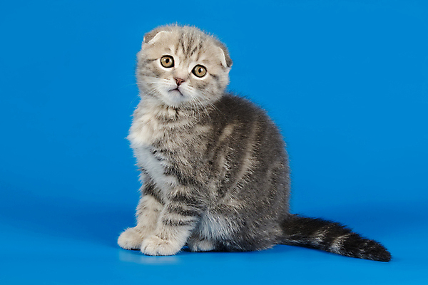 포토 JPG 해외이미지 한마리 응시 새끼 실내 앉기 사람없음 반려동물 귀여움 고양이 파란배경 스코티시폴드 반려묘 해외포토 동물 1 시선 백그라운드 컨셉 포유류 모션 내부 파란색 파일형식 이미지허브