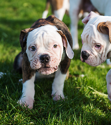 포토 JPG 해외이미지 주간 공원 사람없음 야외 반려동물 개 강아지 보호 불독 해외포토 자연요소 동물 공공시설 컨셉 포유류 파일형식 이미지허브