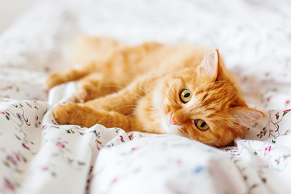 포토 JPG 해외이미지 한마리 실내 사람없음 반려동물 햇빛 고양이 이불 침대 낮잠 시트 반려묘 해외포토 동물 1 가구 포유류 침구 내부 태양 잠 파일형식 이미지허브