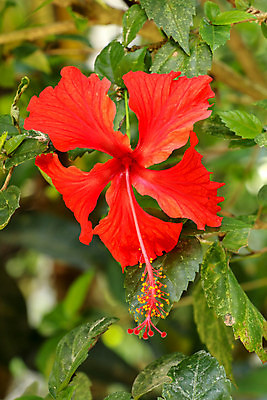 포토 JPG 해외이미지 주간 사람없음 야외 뷰티 히비스커스 해외포토 자연요소 꽃 파일형식 이미지허브