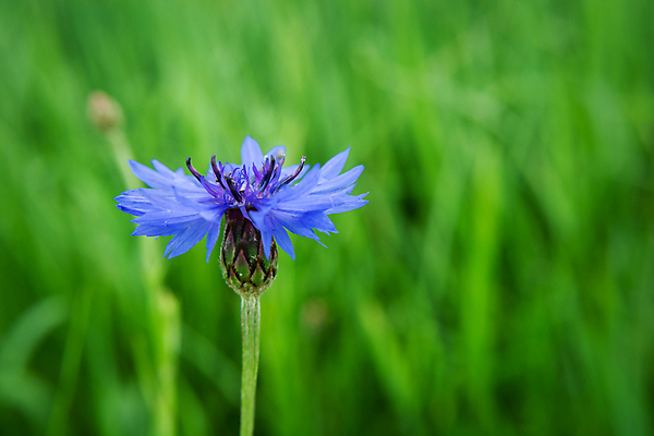 포토 JPG 해외이미지 식물 1 꽃잎 꽃 백그라운드 꽃무늬 밭 자연 사람없음 초록색 파란색 머리 봄 들꽃 벚꽃 신선 내추럴 수레국화 해외포토 계절 컬러 무늬 농업 신체부위 생태계 파일형식 이미지허브