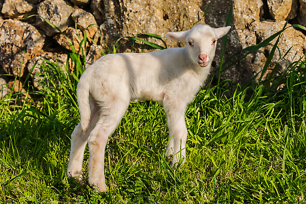 포토 JPG 해외이미지 동물 응시 새끼 밭 농업 포유류 자연 부활절 사람없음 야외 가로 초록색 여름 농장 가축 봄 자녀 농촌 양 양모 방목장 해외포토 시선 계절 기념일 산업 컬러 시골 직물 생태계 파일형식 이미지허브
