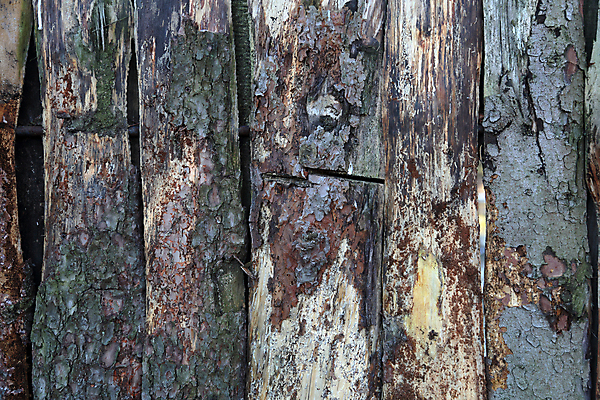 포토 JPG 해외이미지 나무 식물 공원 백그라운드 낙엽 패턴 자연 벽지 표면 추상 사람없음 목재 회색 거친 균열 닫기 피부 질감 날것 나무껍질 내추럴 그런지 수목 영원 옛날 노화 해외포토 공공시설 컬러 컨셉 잎 무늬 재료 모션 신체부위 껍질 생태계 파일형식 이미지허브