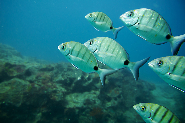 포토 JPG 해외이미지 동물 야생동물 바다 섬 여행 학교 자연 낚시 어류 풍경 사람없음 빨간색 물 파란색 바닷속 수중 수영 그룹 산호 잠수부 땅 생태계 다이빙 암초 내추럴 깊이 파라다이스 해외포토 자연요소 교육 컬러 레저 수중동물 수상스포츠 자포동물 전문직 수중스포츠 파일형식 이미지허브