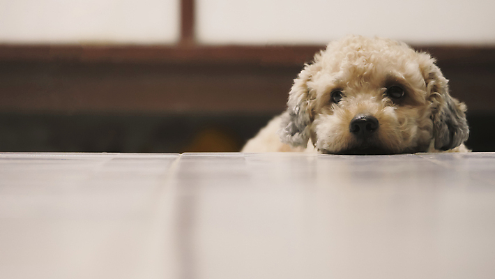 포토 JPG 해외이미지 동물 응시 새끼 포유류 휴식 주택 실내 사람없음 반려동물 갈색 머리 가축 슬픔 잠 개 강아지 작음 송곳니 거짓말 기르기 혼자 카피스페이스 해외포토 시선 감정 컬러 컨셉 내부 건물 신체부위 공백 치아 크기 돌봄 파일형식 이미지허브