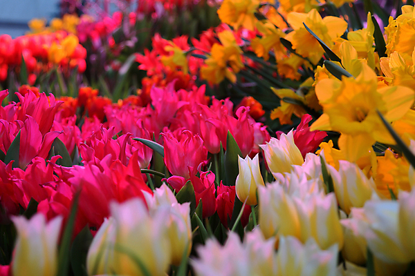 포토 JPG 해외이미지 꽃잎 꽃 백그라운드 사람없음 튤립 화단 해외포토 식물 파일형식 이미지허브