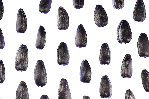 포토 JPG 해외이미지 포스터 백그라운드 패턴 농업 재료 해바라기 씨앗 풍경 사람없음 검은색 그룹 작음 먹기 묘사 유기농 질감 고립 해외포토 식물 웰빙 꽃 산업 컬러 무늬 모션 크기 파일형식 이미지허브