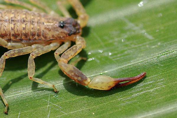 포토 JPG 해외이미지 동물 야생동물 백그라운드 잎 절지류 자연 바닥 동양인 사람없음 검은색 흰색 닫기 숲 큼 전갈 묘사 펜치 땅바닥 집게발 해외포토 식물 컬러 모션 인종 공구 크기 생태계 파일형식 이미지허브