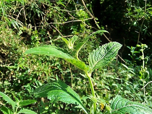 포토 JPG 해외이미지 식물 꽃 줄기 분홍색 백그라운드 잎 오렌지 과일 공 자연 사람없음 야외 초록색 컬러풀 약 정원 원형 개화 약초 허브 고립 해외포토 도형 컬러 의학 풀_식물 생태계 파일형식 이미지허브