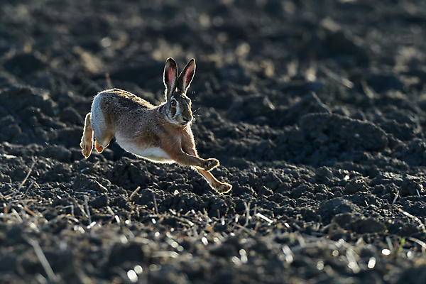 포토 JPG 해외이미지 동물 유럽 야생동물 백그라운드 밭 포유류 자연 놀이 부활절 털 앉기 잔디 사람없음 야외 가로 달리기 갈색 달러 점프 게임 흰색 토끼 설치류 모피 트로피 속도 꼬리 사냥 귀 서식지 경보 고립 동물상 무료 해외포토 식물 기념일 나라 컬러 돈 농업 모션 신체부위 반려동물 조형물 상_우승 생태계 파일형식 이미지허브