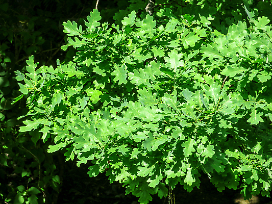 포토 JPG 해외이미지 나무 계절 공원 백그라운드 잎 자연 새로움 사람없음 야외 초록색 여름 햇빛 태양 환경 봄 성장 나뭇가지 숲 해외포토 자연요소 식물 공공시설 컬러 컨셉 생태계 파일형식 이미지허브