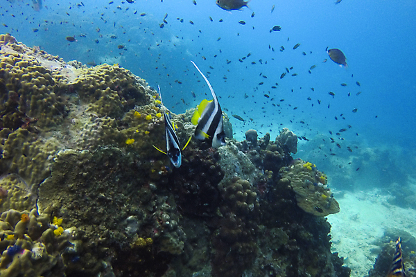 포토 JPG 해외이미지 동물 야생동물 바다 여행 백그라운드 학교 태국 자연 어류 사람없음 빨간색 물 파란색 컬러풀 수중 산호 큼 아래 다이빙 암초 수족관 내추럴 깊이 이국적 해외포토 자연요소 교육 아시아 컬러 수영 수중동물 자포동물 크기 방향 생태계 위치 수중스포츠 파일형식 이미지허브