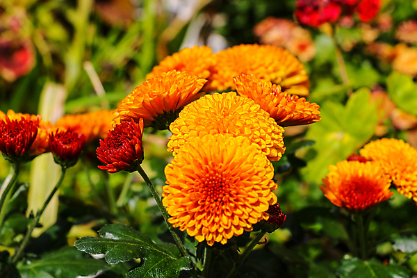 포토 JPG 해외이미지 식물 디자인 계절 꽃잎 꽃 분홍색 꽃다발 백그라운드 단풍 꽃무늬 패턴 오렌지 자연 벽지 국화 사람없음 야외 장식 빨간색 초록색 컬러풀 뷰티 노란색 정원 보라색 봄 활발 달력 벚꽃 신선 개화 9월 원예 질감 데이지 내추럴 해외포토 컬러 컨셉 잎 무늬 과일 취미 날짜 생태계 파일형식 이미지허브