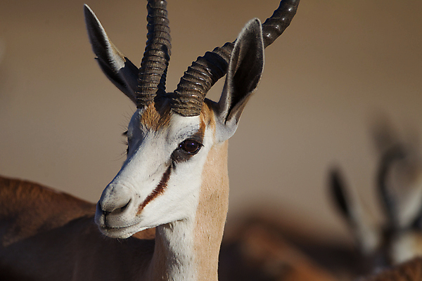 포토 JPG 해외이미지 동물 1 공원 남자 야생동물 포유류 아프리카 자연 풍경 성인 사람없음 가로 운전 게임 사파리 영양 케냐 동쪽 가젤 세렝게티 승인 전국 탄자니아 평야 해외포토 공공시설 나라 모션 놀이 사람 방향 생태계 파일형식 이미지허브