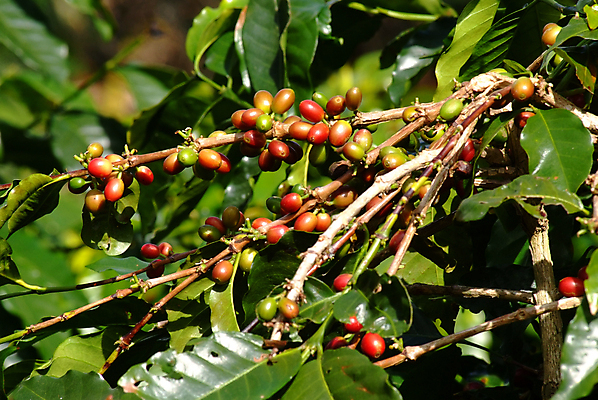 포토 JPG 해외이미지 나무 식물 열매 산업 아시아 커피 음료 음식 잎 농업 태국 자연 콩 사람없음 야외 빨간색 초록색 농작물 농장 수확 성장 나뭇가지 신선 뜨거움 굽기 유기농 날것 에콰도르 북쪽 밭일 생태학 숙성 아라비카 카페인 해외포토 웰빙 교육 나라 컬러 곡류 남아메리카 구이 방향 생태계 파일형식 이미지허브