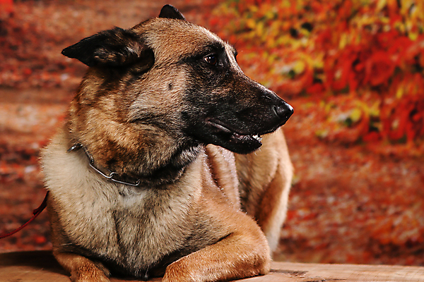 포토 JPG 해외이미지 동물 1 응시 행복 얼굴 백그라운드 포유류 털 성인 사람없음 파란색 반려동물 갈색 귀여움 검은색 흰색 표현 개 골든리트리버 강아지 모피 귀 육식동물 주둥이 보더콜리 송곳니 구걸 고립 기르기 시베리아 신앙심 유래 해외포토 시선 감정 컬러 컨셉 사람 신체부위 리트리버 치아 콜리 돌봄 파일형식 이미지허브