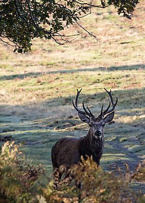포토 JPG 해외이미지 나무 동물 공원 남자 실루엣 야생동물 백그라운드 포유류 자연 아침 사슴 영국 털 뿔 풍경 사람없음 목재 머리 달러 가을 게임 숲 바퀴자국 트로피 꼬리 사냥 내추럴 무료 암사슴 스코틀랜드 해외포토 주간 식물 계절 공공시설 유럽 돈 재료 자국 놀이 촬영기법 사람 신체부위 암컷 상_우승 생태계 파일형식 이미지허브