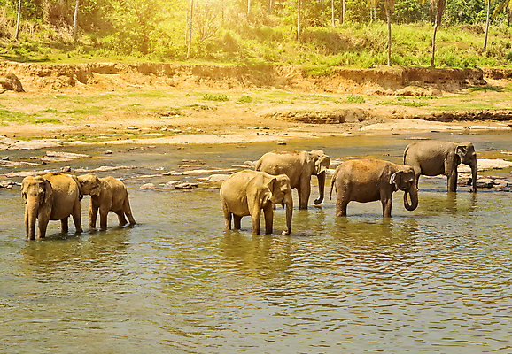 포토 JPG 해외이미지 동물 남자 아시아 야생동물 여행 포유류 가족 아프리카 자연 초식동물 추상 휴가 코끼리 풍경 사람없음 물 머리 목욕 시골 구멍 거친 주름 큼 사파리 피부 에코 꼬리 귀 당나귀 스리랑카 어려움 해외포토 자연요소 나라 무늬 관계 사람 신체부위 환경 청결 말_동물 크기 생태계 파일형식 이미지허브