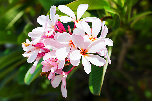 포토 JPG 해외이미지 나무 식물 꽃잎 꽃 분홍색 잎 꽃무늬 태국 자연 사람없음 초록색 벚꽃 흰색 개화 닫기 내추럴 해외포토 아시아 컬러 무늬 모션 생태계 파일형식 이미지허브