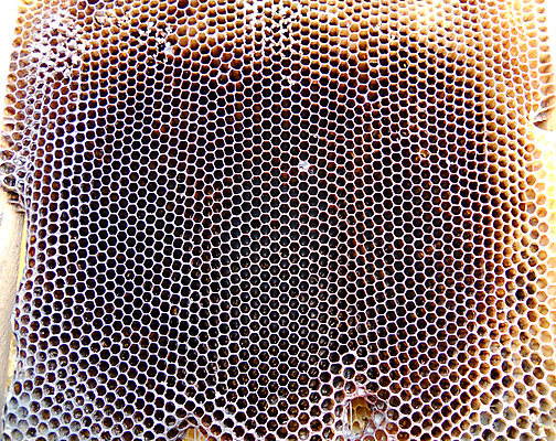 포토 JPG 해외이미지 동물 음식 곤충 백그라운드 패턴 오렌지 자연 세포 건강 사람없음 야외 약 농장 노란색 시골 신선 머리빗 황금 달콤 맛 꿀벌 배열 묘사 질감 꽃가루 육각형 꿀 벌집 내추럴 고립 밀랍 양봉 양봉장 왁스 폴리곤 해외포토 도형 컬러 컨셉 무늬 농업 과일 의학 미용용품 벌_곤충 가루 생태계 파일형식 이미지허브