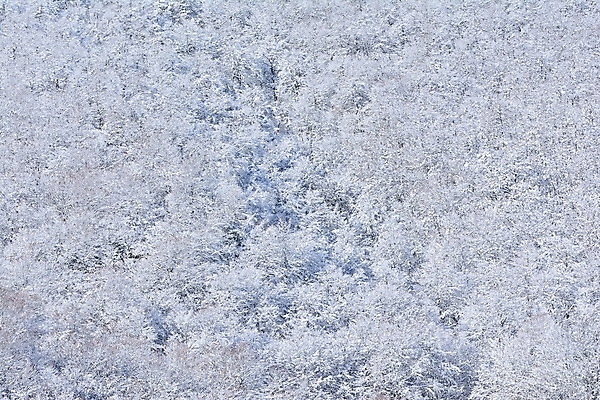 포토 JPG 해외이미지 나무 백그라운드 겨울 패턴 자연 왕관 사람없음 야외 가로 냉동 추위 흰색 숲 장면 눈내림 해외포토 식물 계절 컬러 무늬 눈_날씨 생태계 파일형식 이미지허브
