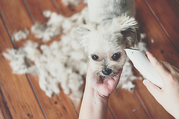 포토 JPG 해외이미지 한마리 손 응시 털 실내 들기 아웃포커스 신체부위 하이앵글 귀여움 강아지 바리깡 애견미용 애견미용사 나무배경 믹스견 해외포토 1 시선 뷰포인트 백그라운드 컨셉 모션 촬영기법 사람 내부 반려동물 뷰티 개 미용사 파일형식 이미지허브
