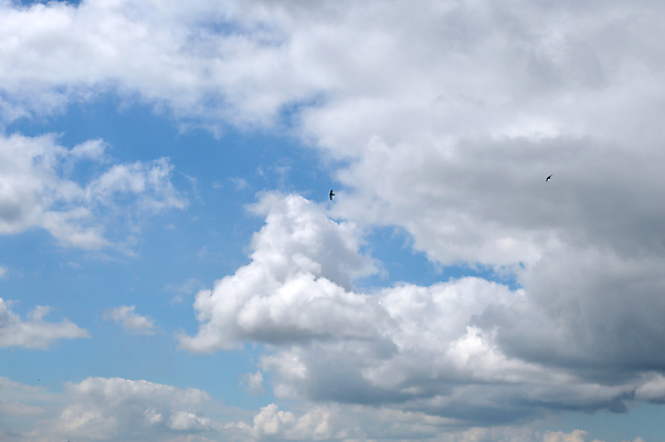 포토 JPG 해외이미지 구름 백그라운드 자연 조류 하늘 날씨 사람없음 여름 파란색 빛 햇빛 뷰티 흰색 분위기 천국 솜털 해외포토 자연요소 동물 계절 컬러 컨셉 태양 생태계 파일형식 이미지허브