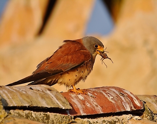 포토 JPG 해외이미지 동물 남자 유럽 야생동물 곤충 자연 조류 사람없음 스페인 먹이 사냥 해외포토 나라 사람 생태계 파일형식 이미지허브