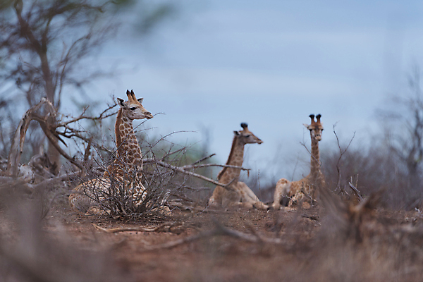 포토 JPG 해외이미지 동물 커플 남자 야생동물 밭 포유류 가족 아프리카 자연 초식동물 뿔 국립공원 풍경 사람없음 여름 환경 군중 큼 방목 기린 사파리 지역 목 케냐 서식지 내추럴 마사이족 사바나 세렝게티 탄자니아 평야 반추동물 해외포토 계절 공원 나라 농업 관계 사람 신체부위 축산업 크기 생태계 파일형식 이미지허브