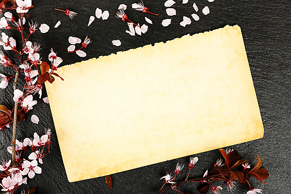 포토 JPG 해외이미지 계절 꽃잎 꽃 종이 분홍색 백그라운드 꽃무늬 자연 날씨 사람없음 새싹 우주 쪽지 고요 봄 공백 벚꽃 바위 나뭇가지 개화 메시지 순수 질감 페이지 아몬드 시트 석판 옛날 카피스페이스 해외포토 나무 식물 컬러 컨셉 무늬 견과류 돌_바위 생태계 파일형식 이미지허브