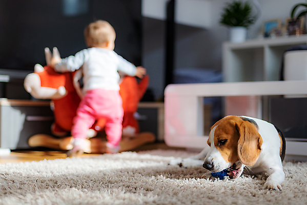 포토 JPG 해외이미지 동물 한마리 어린이 새끼 거실 가족 아침 함께함 실내 사람없음 가로 반려동물 인테리어 소파 컬러풀 맑음 가축 우정 아기 개 비글 송곳니 걸음마 카피스페이스 해외포토 주간 1 디자인 컬러 컨셉 의자 포유류 관계 모션 날씨 사람 내부 친구 공백 치아 파일형식 이미지허브